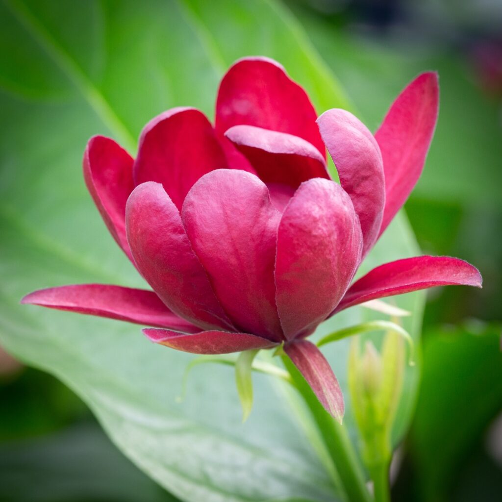 Calycanthus ‘Aphrodite’ Sweetshrub Tree 5038838114229 2